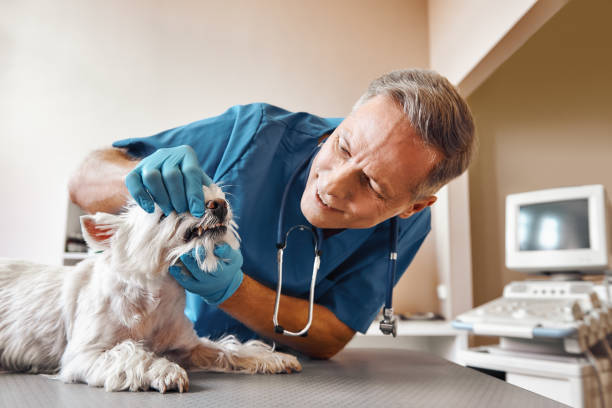 Best Emergency Treatment for Dental Infections or Abscesses in Claypool, AZ